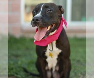 Bull Terrier-Unknown Mix Dogs for adoption in San Antonio, TX, USA