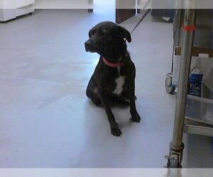 Labrador Retriever-Unknown Mix Dogs for adoption in Fayetteville, NC, USA