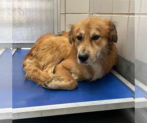 Golden Retriever-Unknown Mix Dogs for adoption in San Antonio, TX, USA