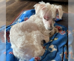 Poodle (Miniature) Dogs for adoption in Polson, MT, USA
