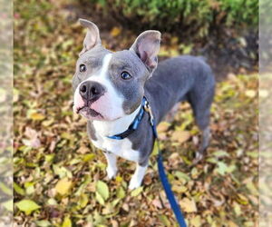 American Pit Bull Terrier Dogs for adoption in Minneapolis, MN, USA