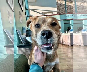 Retriever -Unknown Mix Dogs for adoption in Wheaton, IL, USA