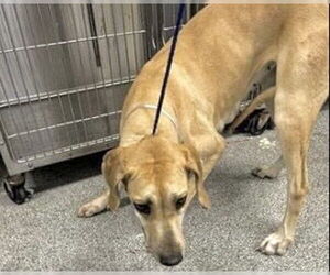 Great Dane-Unknown Mix Dogs for adoption in Houston, TX, USA