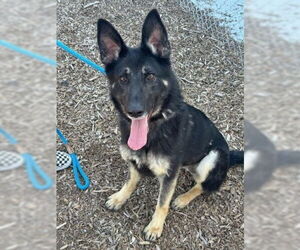 German Shepherd Dog Dogs for adoption in Cupertino, CA, USA