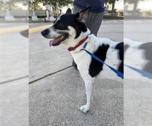 Mutt Dogs for adoption in Houston, TX, USA