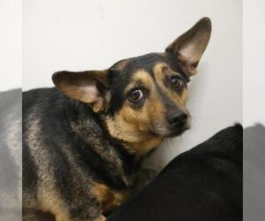 Chihuahua Dogs for adoption in San Antonio, TX, USA