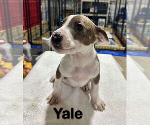 Catahoula Leopard Dog-Labrador Retriever Mix Dogs for adoption in GILBERTS, IL, USA