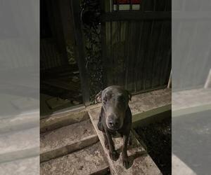 Doberman Pinscher-Unknown Mix Dogs for adoption in San Antonio, TX, USA