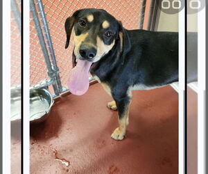 Treeing Walker Coonhound Dogs for adoption in Westminster, MD, USA