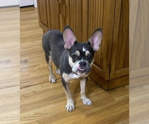 Faux Frenchbo Bulldog Dogs for adoption in Princeton, MN, USA