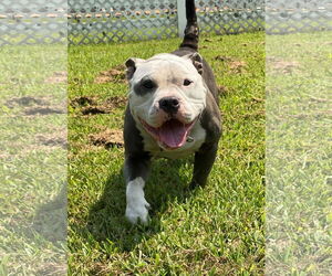 Bulldog-Unknown Mix Dogs for adoption in Virginia Beach, VA, USA