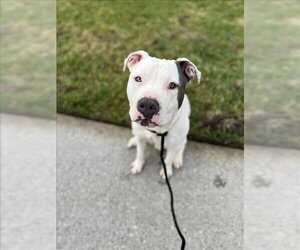 American Pit Bull Terrier Dogs for adoption in Fremont, CA, USA