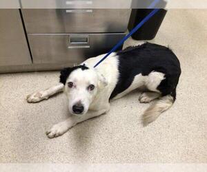 Australian Shepherd Dogs for adoption in Riverside, CA, USA