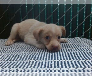 Mutt Dogs for adoption in Downey, CA, USA