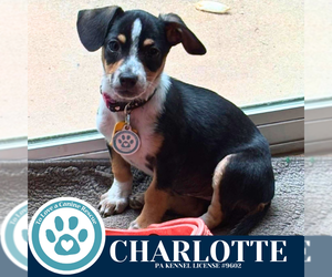 Chiweenie Dogs for adoption in Kimberton, PA, USA