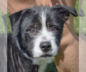 American Bulldog-Unknown Mix Dogs for adoption in Huntley, IL, USA