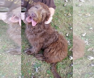 Small Chocolate Labrador retriever-Poodle (Standard) Mix