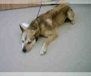 German Shepherd Dog Dogs for adoption in Temple, TX, USA