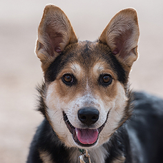 Pembroke Welsh Corgi Dogs for adoption in Kanab, UT, USA