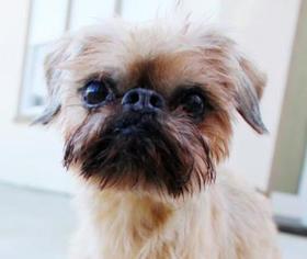 Brussels Griffon Dogs for adoption in San Ramon, CA, USA