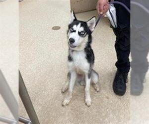 Siberian Husky Dogs for adoption in Springfield, MA, USA