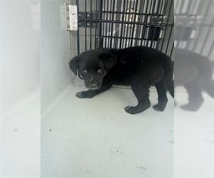 Labrador Retriever-Unknown Mix Dogs for adoption in Houston, TX, USA