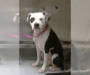 Mutt Dogs for adoption in Fayetteville, NC, USA