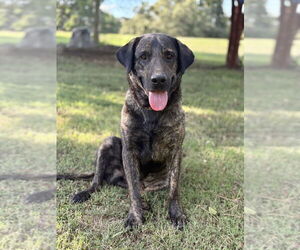 Mutt Dogs for adoption in Boston, MA, USA