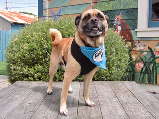 Puggle Dogs for adoption in Pacific Grove, CA, USA