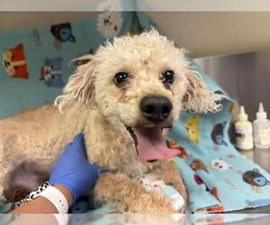 Poodle (Miniature) Dogs for adoption in HESPERIA, CA, USA