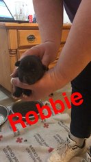 Medium Photo #1 Boxador Puppy For Sale in Houston, TX, USA