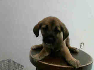 Medium Photo #1 German Shepherd Dog-Unknown Mix Puppy For Sale in Pasadena, TX, USA