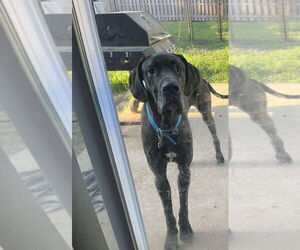 Great Dane Dogs for adoption in Bullard, TX, USA