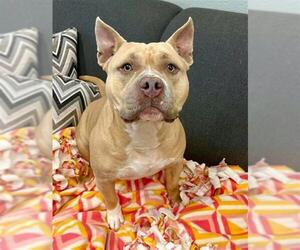 American Pit Bull Terrier Dogs for adoption in Peoria, IL, USA