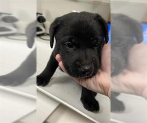 Labrador Retriever Dogs for adoption in Rosenberg, TX, USA