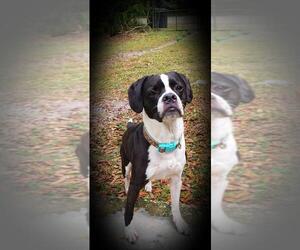 Boston Spaniel Dogs for adoption in Sanford, FL, USA