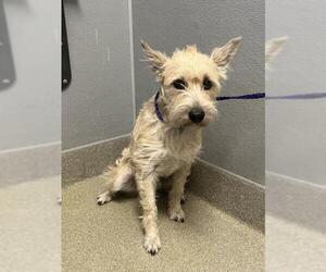 Mutt Dogs for adoption in Las Vegas, NV, USA