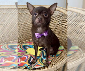 Chihuahua Dogs for adoption in Bellevue, WA, USA