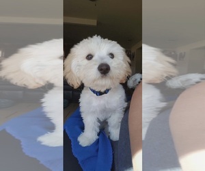 Maltese-Unknown Mix Dogs for adoption in Grafton, WI, USA