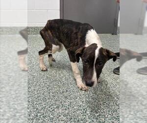 Labrador Retriever Dogs for adoption in Salisbury, NC, USA