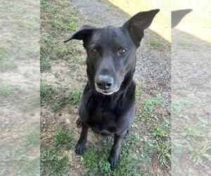 Mutt Dogs for adoption in Sequim, WA, USA