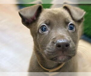 Labrador Retriever Dogs for adoption in Redwood City, CA, USA
