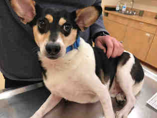 Rat Terrier Dogs for adoption in Center Township, PA, USA
