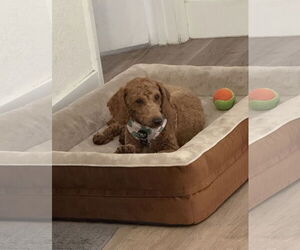 Goldendoodle (Miniature) Dogs for adoption in Valrico, FL, USA