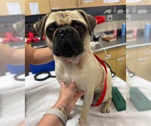 Pug Dogs for adoption in Riverside, CA, USA
