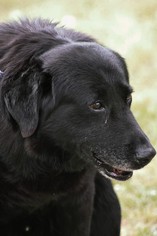 Labrador Retriever Dogs for adoption in Oxford, NC, USA