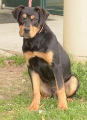 Boxweiler Dogs for adoption in Little Rock, AR, USA
