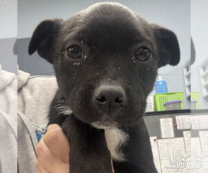 Labrador Retriever-Unknown Mix Dogs for adoption in Washington, DC, USA