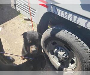 Rottweiler Dogs for adoption in Houston, TX, USA