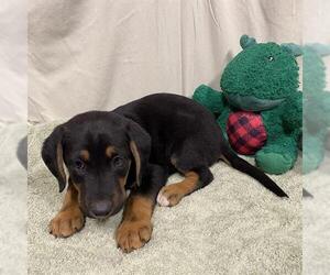 Treeing Walker Coonhound-Unknown Mix Dogs for adoption in Modesto, CA, USA